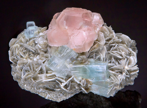 hematitehearts:Pink Fluorite Flower perched atop Muscovite and Surrounded by Aquamarine CrystalsLoca