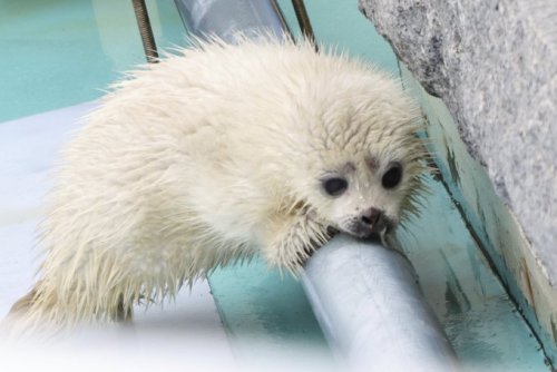 Baby Seals Being Cursed With The Love Of Pipes Is So Funny To Me. Why Is A Caterpillar Curling Around