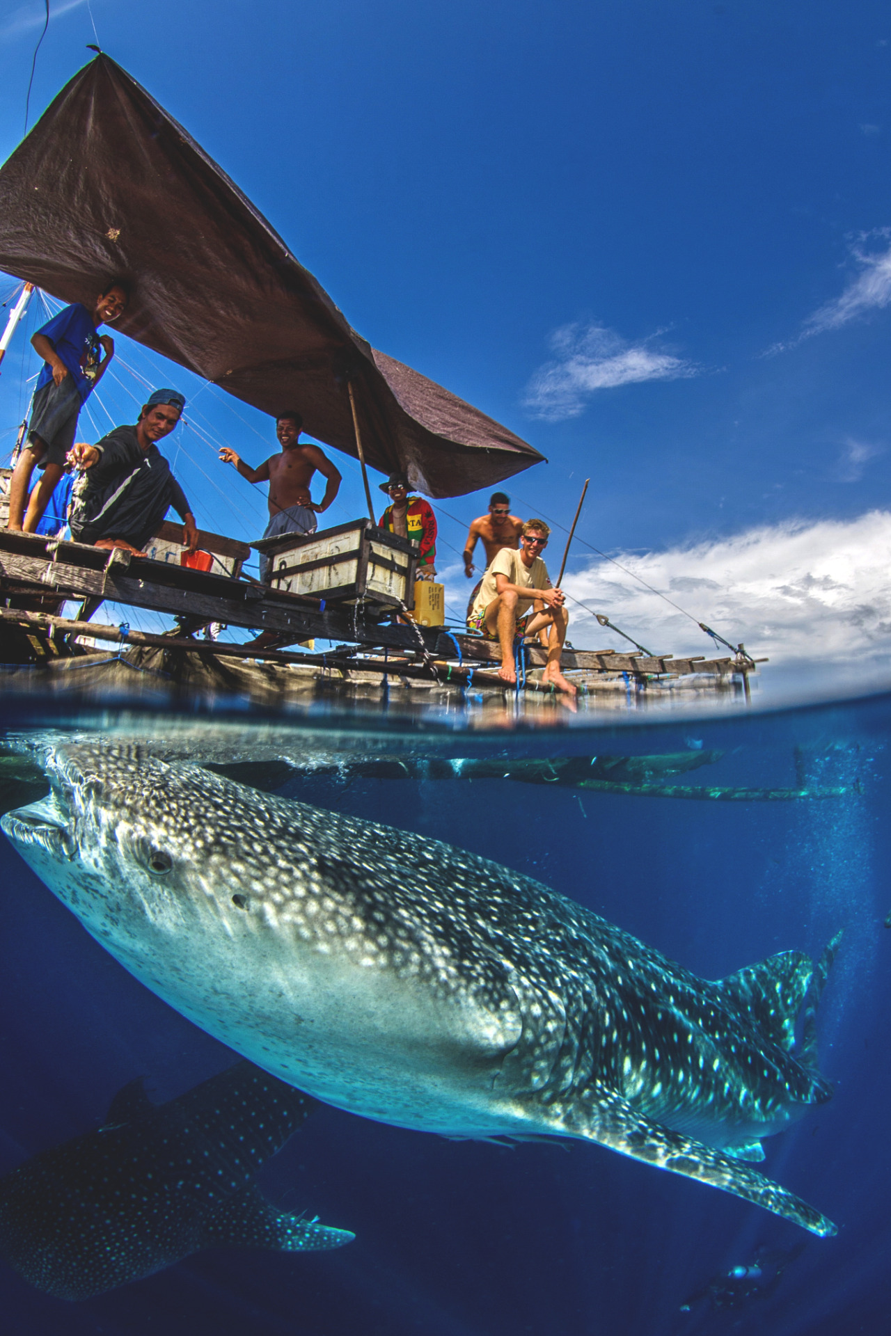 lsleofskye:  Whale Sharks under Papuan fishing boat 