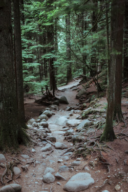 tumhblr:  benchandcompass:  rocks and roots. 