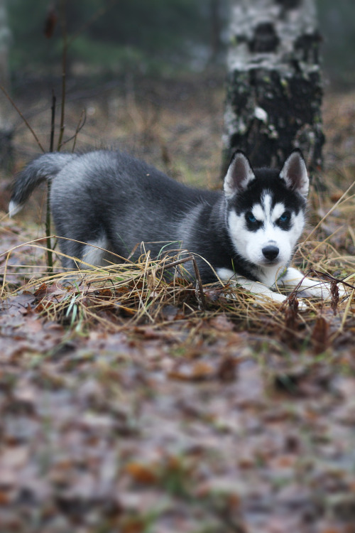 digimikko-uploads:  “Utu” Husky @ Nilsiä, Finland by digimikko 