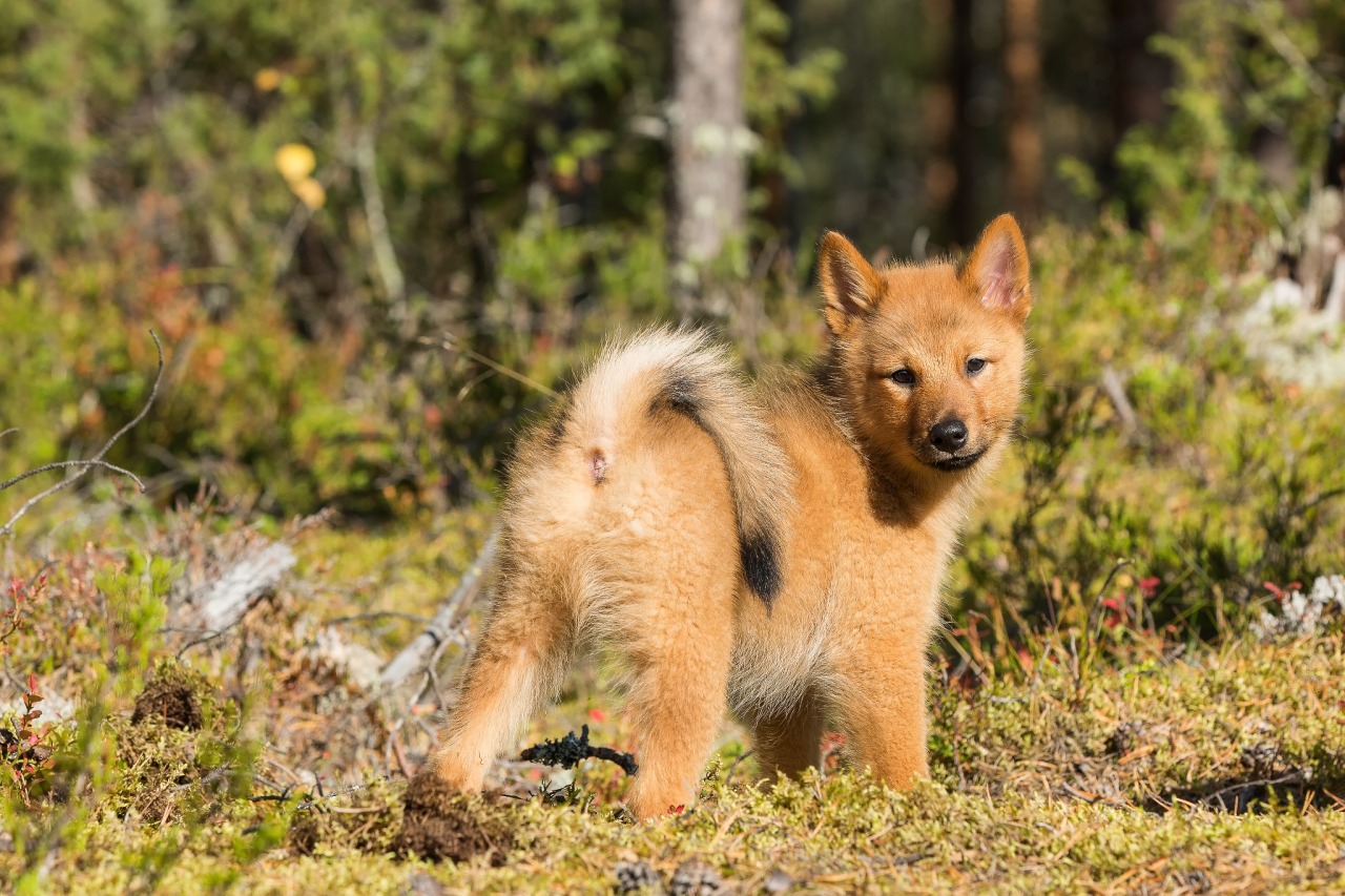 handsomedogs:   Finnish Spitz   Juha Saastamoinen      When I sit on your face it&rsquo;s