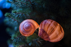 artofmaquenda:
“Glowing Christmas snails :3
”