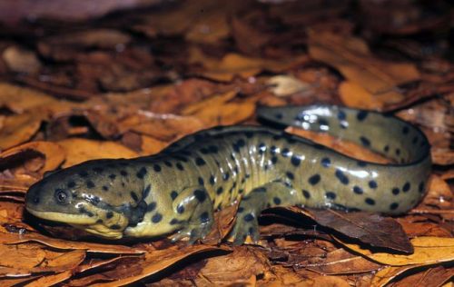 typhlonectes:Gray Tiger Salamander (Ambystoma mavortium diaboli) adult and larva, a subspecies of th