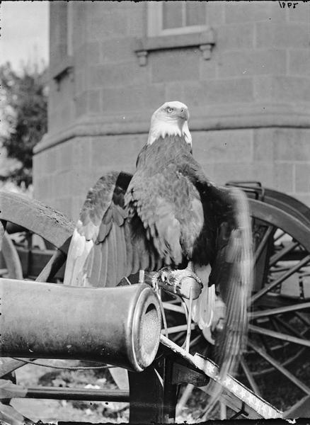 thecivilwarparlor:  Old Abe, Wisconsin’s Civil War Eagle Old Abe, a tame bald eagle,