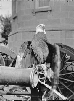 thecivilwarparlor:  Old Abe, Wisconsin’s Civil War Eagle Old Abe, a tame bald eagle, was the mascot of the 8th Regiment of Wisconsin Volunteer Infantry in the Civil War and became a living symbol of the Union at war. He traveled with the 8th throughout