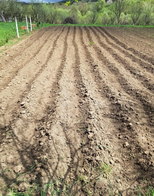 Potato rows and a lone parsnip in the middle, leftover from last year.