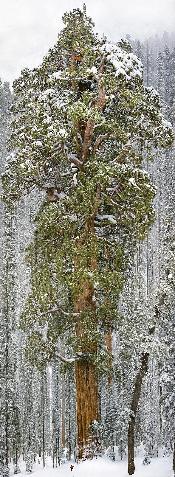 sapio-odalisque: legendary-scholar:   The President The 3200 year old tree so massive