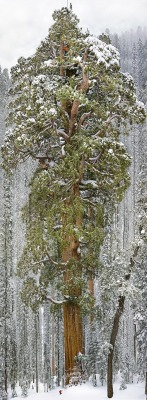 sapio-odalisque: legendary-scholar:   The President The 3200 year old tree so massive that it had never been captured in a single image until recently. This giant sequoia stands 247 feet tall and measures 45,000 cubic feet in volume. The trunk alone
