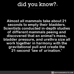 did-you-kno:  Almost all mammals take about 21   seconds to empty their bladders.   Scientists conducted in-depth studies   of different mammals peeing and   discovered that an animal’s mass,   bladder pressure, and urethra size all   work together