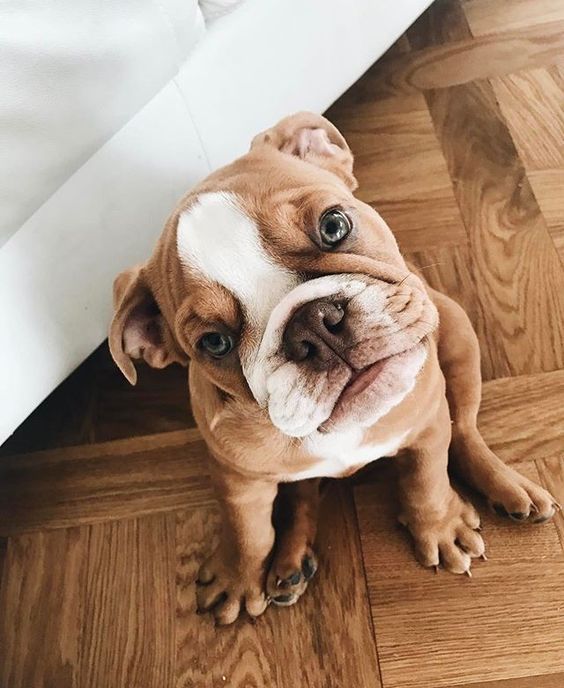 Puppies Make Me Happy