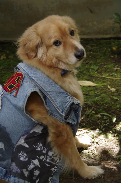 pup-punk-radar:Punk Pup Pal