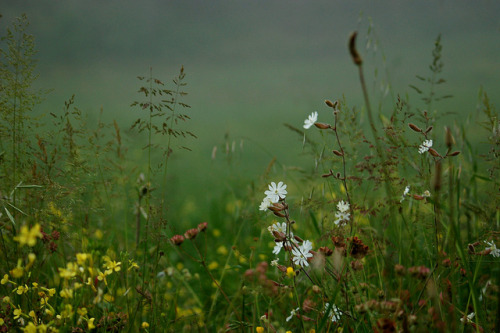 owls-n-elderberries:mist details by serni on Flickr.