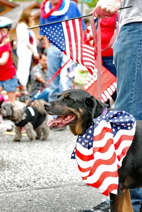 Happy July 4th! By ysyphotos