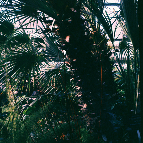 Conservatory - Will Kaufhold Fujifilm T64 120mm Mudan MD-1 TLR