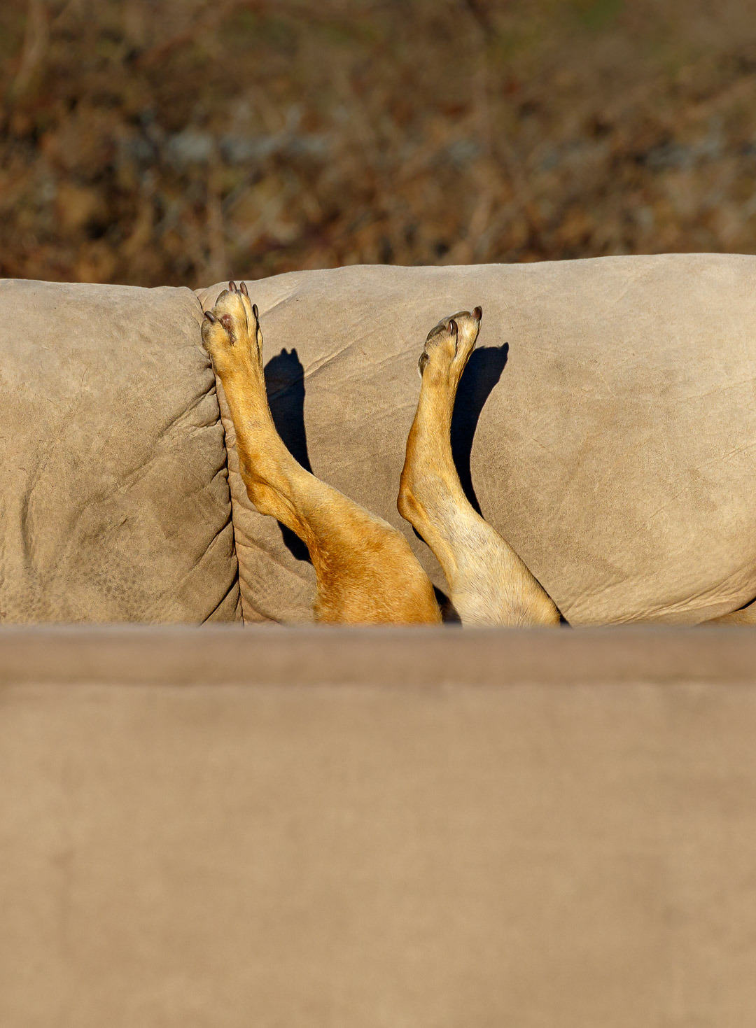 dog business on couch - Vallejo, CA