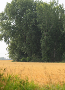 walking-geema:  the wheat field today 