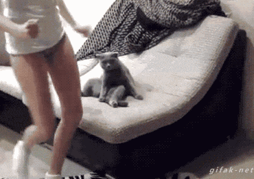 Animated Gifs