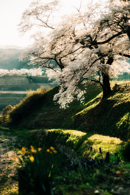© | Masatou Hikichi(Do not remove credits)