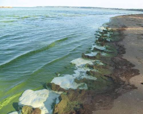 Lake Effect: Restoration Efforts in the Great LakesIn any map of North America, the Great Lakes draw