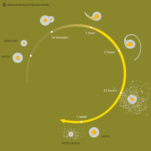 amnhnyc:  How did the moon form? The leading porn pictures