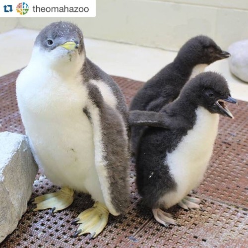 #Repost @theomahazoo with @repostapp. ・・・ Now on Display: A gentoo chick and two rockhopper chicks t