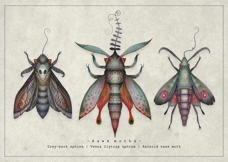 fairytalesandvampires:  Specimens from the Entomology Vol. II seriesPrints available