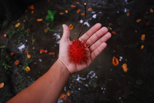 Nephelium lappaceum A.K.A. Rambutan&hellip; :)