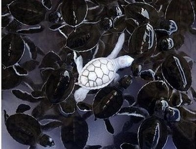 Standing out in the crowd (Albino Turtle hatchling)
