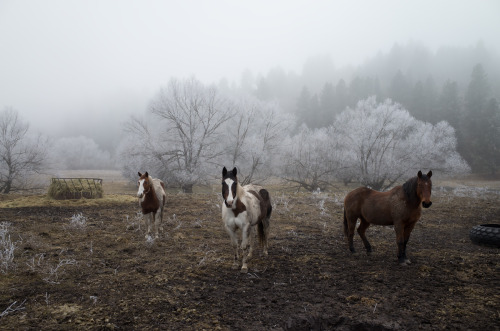 Horses, in the arms of winter.