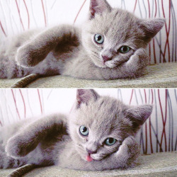 kissloves8:Cute Cat