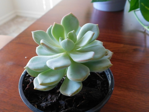 This little guy has been recovering from a broken leaf and got knocked over during a storm last week