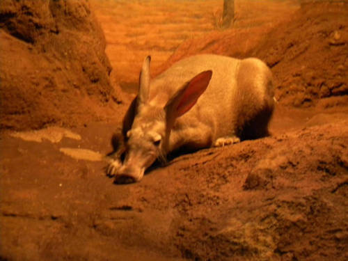 Female Aardvark by DragonHeart8