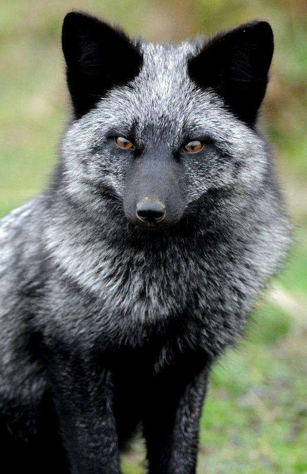 theangryguardianangel:  Foxes  Red, Silver, Gray, Arctic and Fennec  