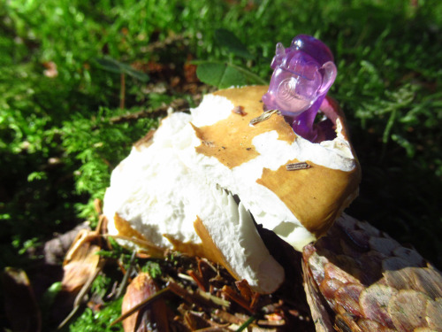 Starlight Glimmer is within a fungus.(Don’t worry, we found it much eaten by slugs, we didn’t do thi