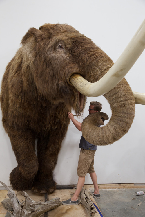 bluerhinostudio:10-foot tall (half) Mastodon for Staten Island Museum’s “Remember the Mastodon” entr
