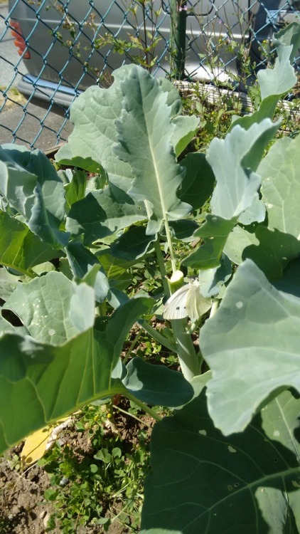 My broccoli is under attack!! While weeding the other day I spotted this Cabbage White Butterfly (Pi
