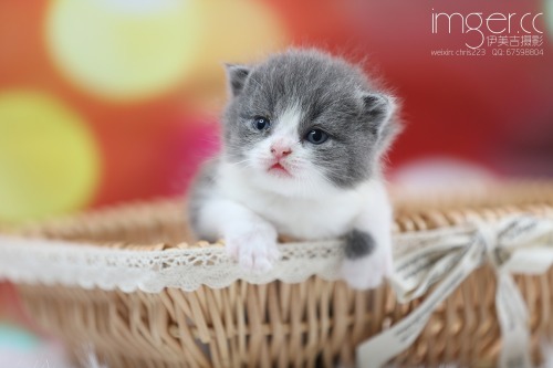 mel-cat:By Chen Jiwei