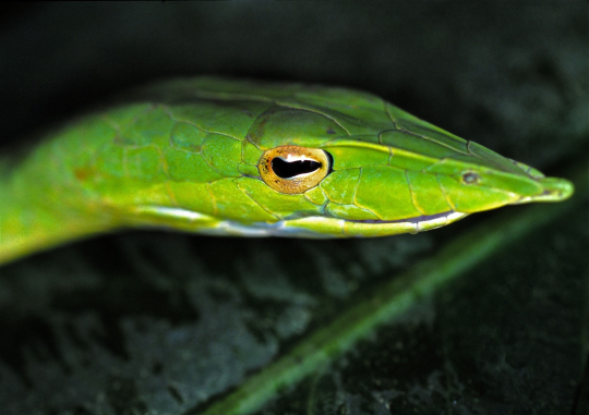 silverhawk:  i love the asian vine snake bc it has like one of the most interesting snake faces everbut it REALLY is incredibly beautiful