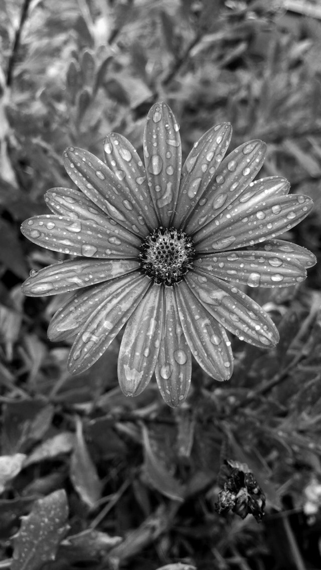 blackandwhite-cf:  black and white