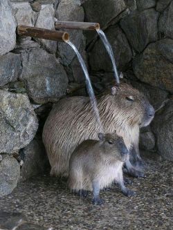 bochinohito: 【64枚】ほのぼの動物画像の時間だコラァ！