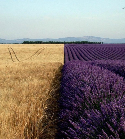 vivairi:verycoolpics:Very cool looking Field of Wheat next to Lavender Southern Gothic vs. English G
