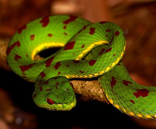 Trimeresurus flavomaculatus.