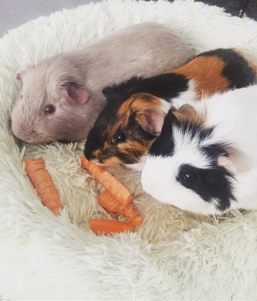 From left to right - Jojo, Nibbles and Rocky ❤️ I’m a sucker for rescue animals. Had these bea