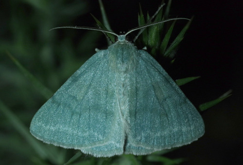 wild-e-eep: Grass emerald - Pseudoterpna pruinata. Sitting on a gorse bush at night - gorse is the s