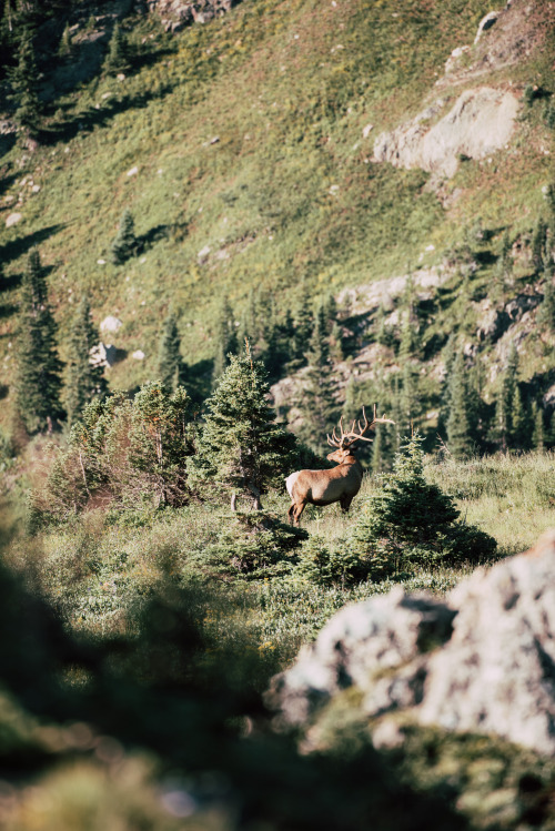 rhiannatruexx:  Elk at sunrise, over the valley