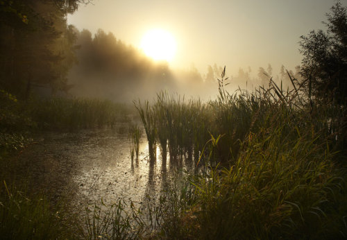 asiwaswalkingallalone: late summer by indojo