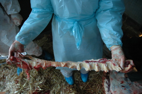 Porn photo Giraffe Nuchal Ligament