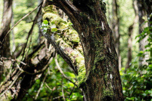 darkcoastphotography:Botany Bay, Port Renfrew, British Columbia (Insta)2017