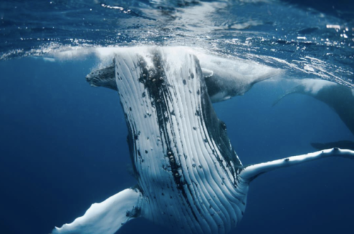 kohola-kai:Humpback whales of Mo’orea Photos by Kori Garza